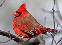 Cardinal Christmas ATC