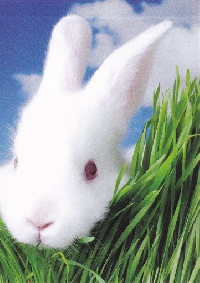 rabbit postcard swap