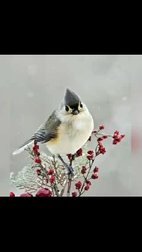 MFF: My Favorite Winter Bird