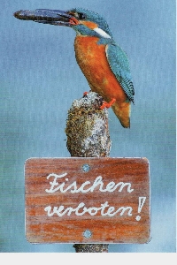 PH: Bird Postcards #2