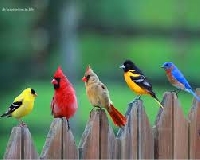 ATP - Birds - Birds