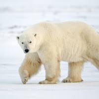 EF ~ Animal Series #1, Polar Bear Deco Swap
