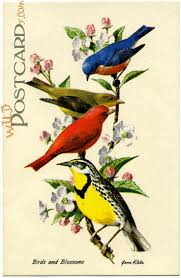 OSS:  Bird Postcard