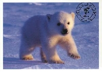 WPS - Easter Baby Animal Postcard