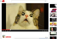 Top 5 favourite cat videos - newbie friendly