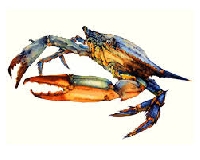 O:  A - Z Marine Life ATC Series - B: Blue Crab