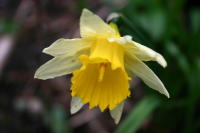 WLS - Daffodil Yellow, Green and White Swap