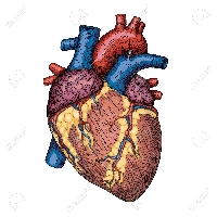 Anatomical Heart ATC 