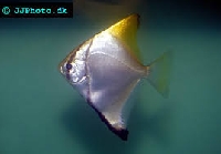 O:  A - Z Marine Life ATC Series:  D - Diamondfish