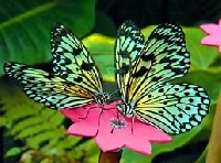 Butterfly MailArt