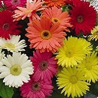 FTLOMPL - March Flower of the month Daisies