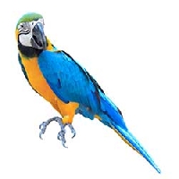 AMA: APC Bird Series-Parrot