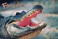 PTG: Reptile postcard