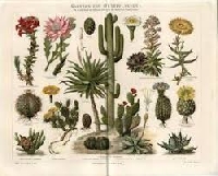 Botanical Postcard Swap USA #2