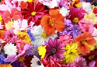 TCHH ~ Send an Envie of FLOWERS