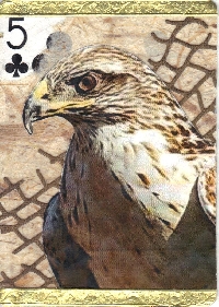 AMA: APC Bird Series-Hawk