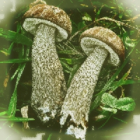 Mushroom ATC