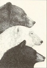 AACG: Woodland Critters ATC:  Bear