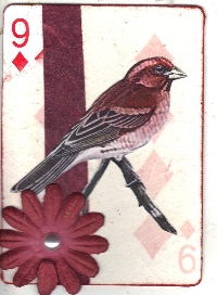 AMA: APC Bird Series-Finch