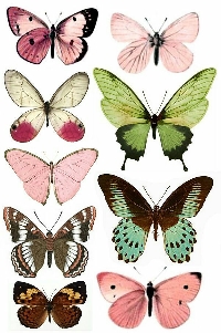 Butterfly ATC 