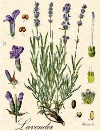 A Postcard Herbal