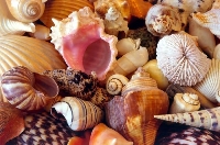 seashells swap