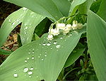 May's Birth Flower - Lily of the Valley