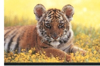 PH: Baby Animal Postcards