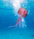 Oceana: A - Z Marine Life Series: J - Jellyfish