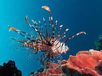 Oceana: A - Z Marine Life Series: L - Lion Fish