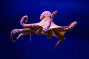 Oceana: A - Z Marine Life Series: O - Octopus