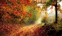 Gratitude: Autumn Photo and Note