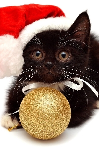 CAT CHRISTMAS CARD INTL 