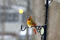 TIMs: Winter Birds