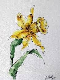 HDP 3 Daffodil(s)