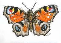 HDP Watercolor Butterfly 4x6