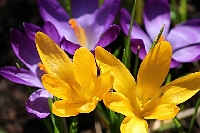 Yellow or Purple Flowers for Women's Day 2019