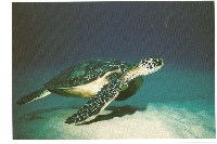 PH: Turtle Postcard (Blank or Naked)