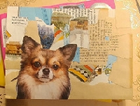 DD: Dog Postcard