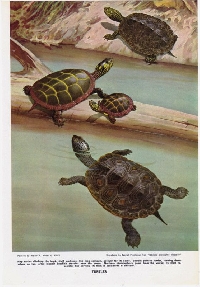 AACG:  Pond Life Series: Turtle
