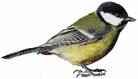 EASU: May Monthly ATC Swap - BIRDS