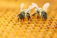 Bee themed postcard swap 🐝