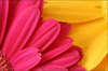 color combo swap *pink/yellow*