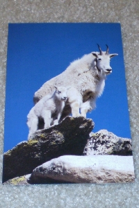 ANIMAL Postcard swap