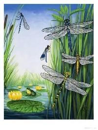 AACG:  Pond Life Series:  Dragonfly