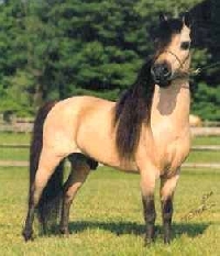 Pinterest - Horses