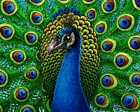 USATC: Peacock