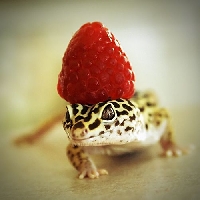 S&T: Reptiles with fruit on their heads e-swap