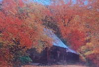 Fall/Autumn colors