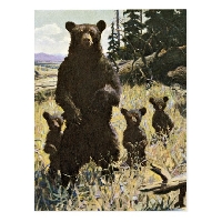 Any bear postcard